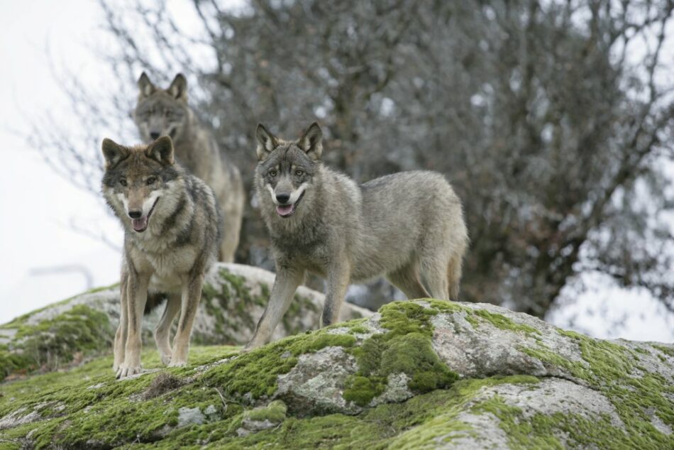 EQUO denuncia la política continuista contra el lobo del Gobierno de Pedro Sánchez