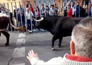 PACMA denuncia al alcalde de Fuenlabrada por irregularidades en los encierros de las fiestas