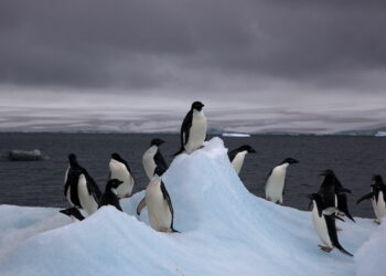 Greenpeace celebra el apoyo del Gobierno español a la creación de un Santuario Antártico