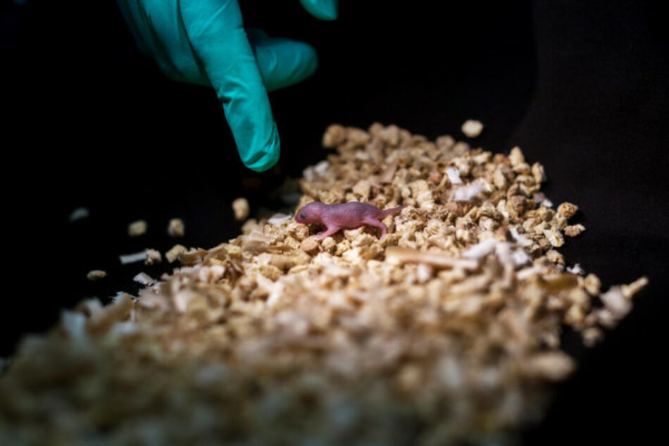 Un laboratorio chino logra que nazcan crías de ratón sanas de dos madres