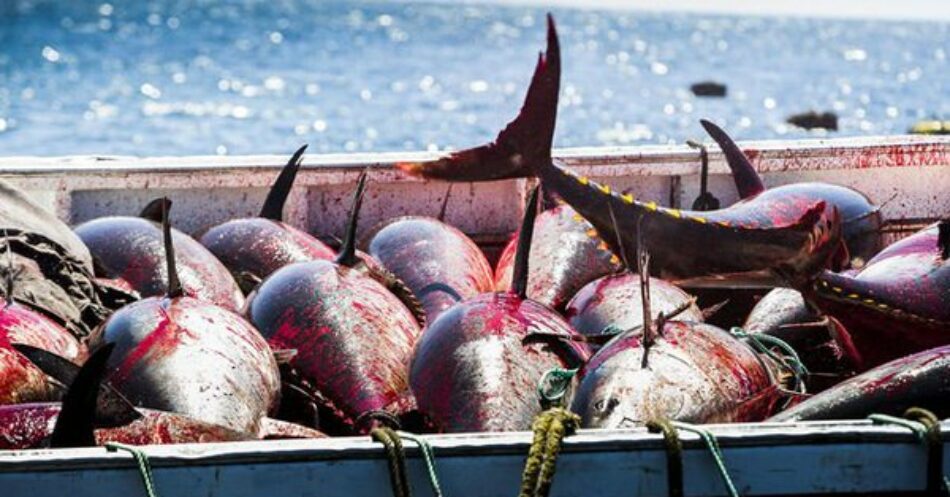 Pesca ilegal: uno de los grandes problemas del atún rojo