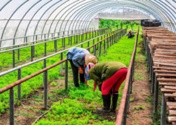 Cuba, líder mundial en agricultura urbana: no lo leerán, ya lo diga la FAO