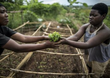 Cuba asume la vicepresidencia de Comité de Agricultura de la FAO