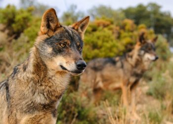 Ecologistas en Acción organiza una visita para dar a conocer explotaciones ganaderas que coexisten con el lobo