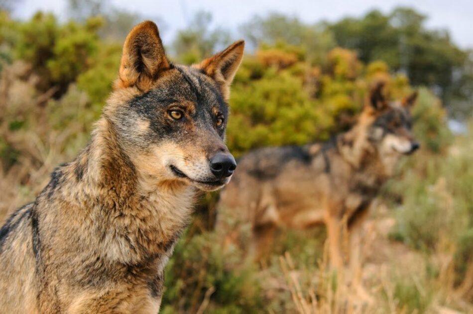 Ecologistas en Acción organiza una visita para dar a conocer explotaciones ganaderas que coexisten con el lobo