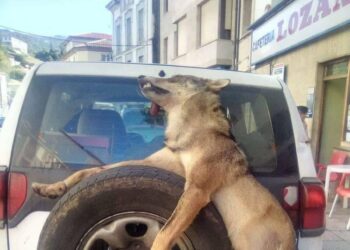 AVAST-EQUO pide al Gobierno asturiano que abra una investigación por la exhibición del lobo muerto