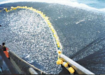 EQUO reclama al Gobierno medidas urgentes y eficaces para frenar la sobrepesca en el Mediterráneo