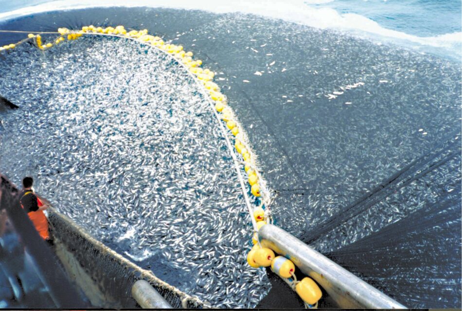 EQUO reclama al Gobierno medidas urgentes y eficaces para frenar la sobrepesca en el Mediterráneo