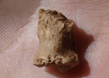 Una falange fósil confirma la existencia de neandertales en Atapuerca