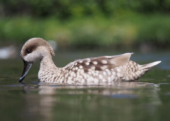 El avance del ladrillo en la costa amenaza la supervivencia de cinco especies animales en peligro de extinción