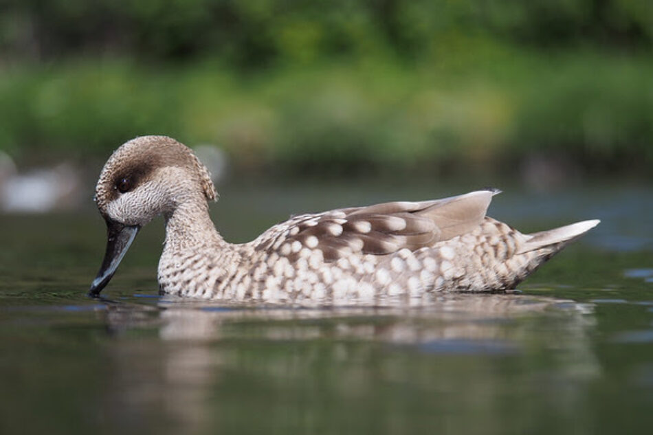 El avance del ladrillo en la costa amenaza la supervivencia de cinco especies animales en peligro de extinción