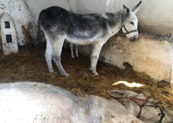 PACMA denuncia la muerte de un burro de Mijas al que no asistieron pese a los avisos