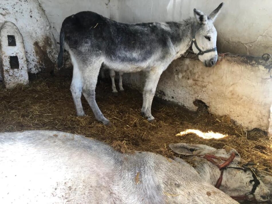 PACMA denuncia la muerte de un burro de Mijas al que no asistieron pese a los avisos