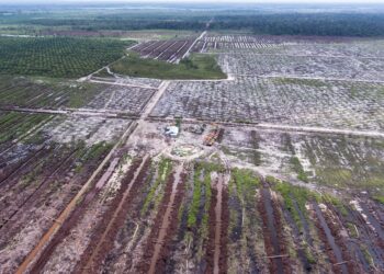 El fabricante de las galletas Oreo, vinculado con la destrucción del hábitat del orangután en Indonesia