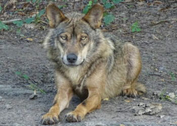 PACMA batallará legalmente contra la Comunidad de Madrid para salvar al lobo