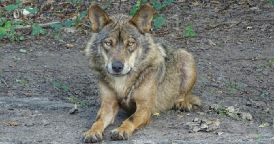 PACMA batallará legalmente contra la Comunidad de Madrid para salvar al lobo