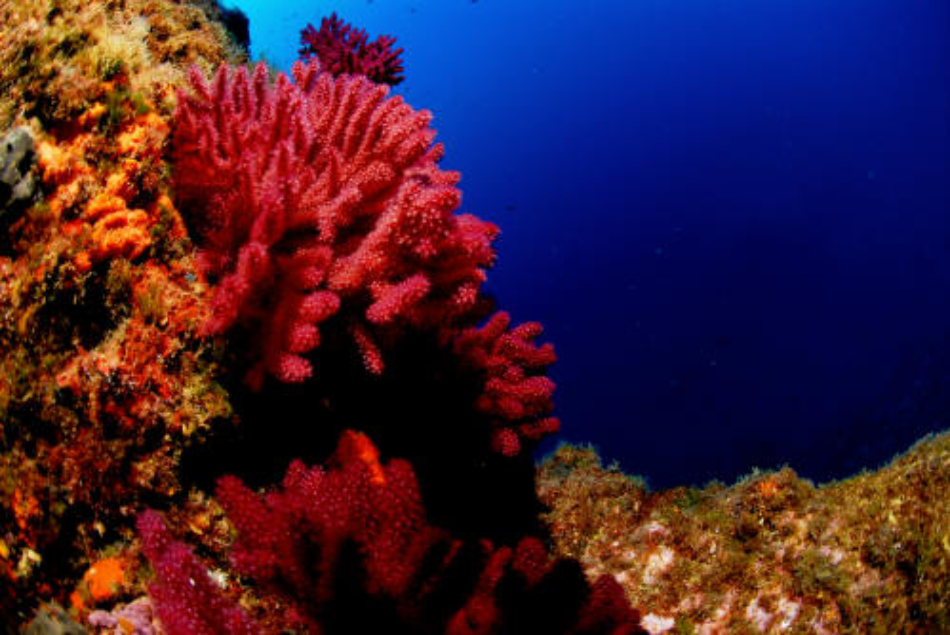 Las principales organizaciones ecologistas y científicas consideran inaceptable la pesca de coral rojo aprobada por el Gobierno y exigen una moratoria total para la especie