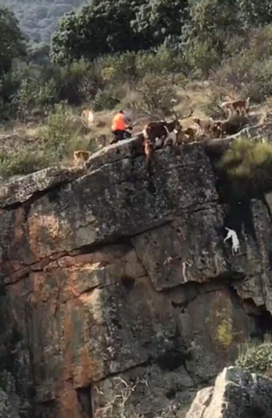 «El vídeo viral del acantilado es sólo la punta del iceberg de la caza»