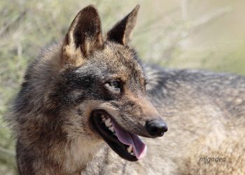 Circinaria, ante la proposición de poder disparar al lobo en caso de ataque al ganado en la Comunidad de Madrid