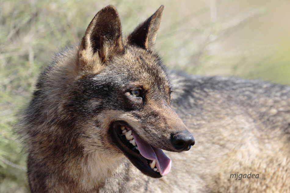 Circinaria, ante la proposición de poder disparar al lobo en caso de ataque al ganado en la Comunidad de Madrid