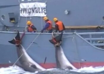 Japón se retira de la CBI y cazará ballenas sin control a partir del 2019