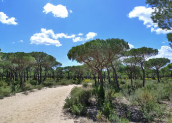 Ecologistas en Acción pide que la conservación de Doñana no que de condicionada por la deriva de los escenarios políticos