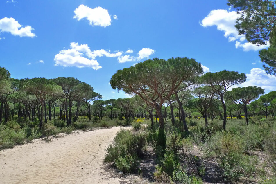 Ecologistas en Acción pide que la conservación de Doñana no que de condicionada por la deriva de los escenarios políticos