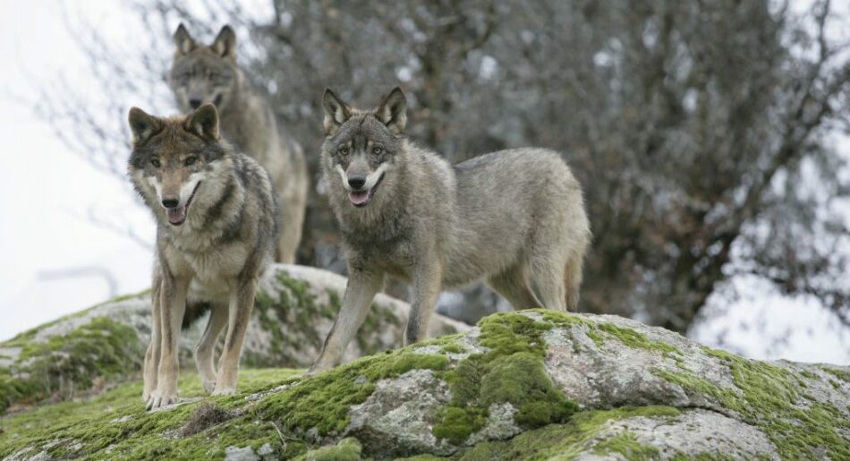 Batidas de lobo clandestinas e ilegales en el Parque Nacional Picos de Europa