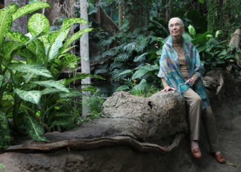 Jane Goodall: “Estamos viviendo la sexta extinción masiva de especies, causada por nosotros”