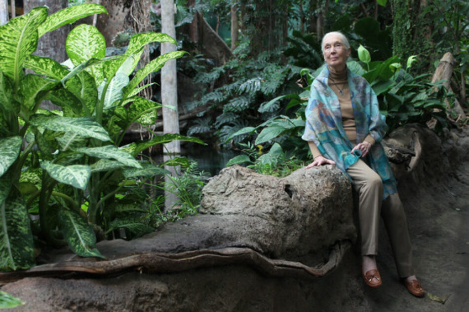 Jane Goodall: “Estamos viviendo la sexta extinción masiva de especies, causada por nosotros”