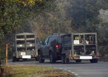 ONGs piden el fin de las rehalas de perros  en el Parque Nacional de Monfragüe