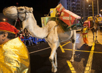 Evitemos un sufrimiento innecesario a los animales en las Cabalgatas de Reyes