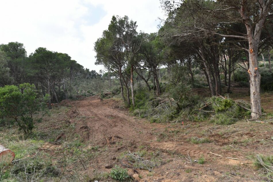 Catalunya en Comú Podem demana sancions per la tala d’arbres a Aigua Xelida
