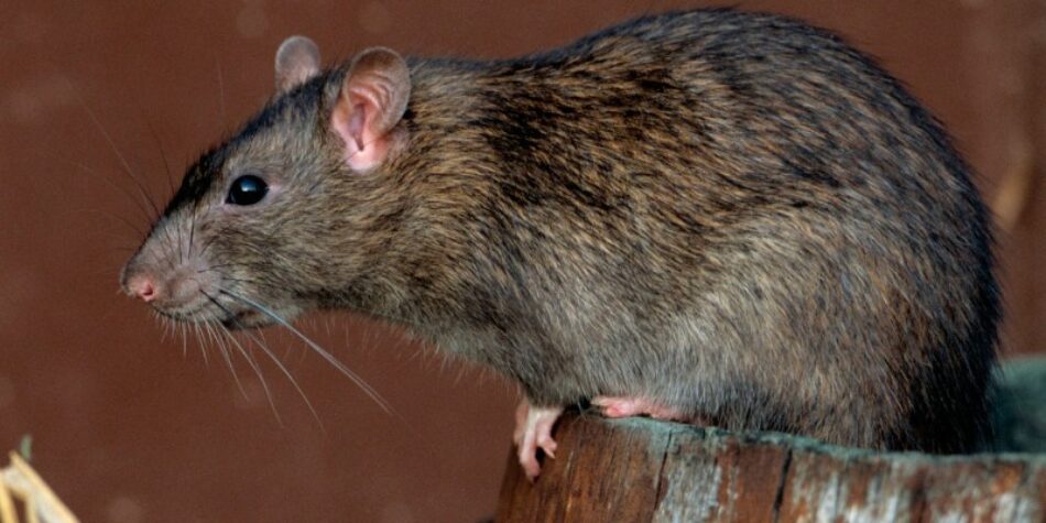 Un brote de hantavirus alerta a las autoridades sanitarias argentinas y chilenas