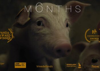 PACMA estrena en España 6MESES (M6NTHS) el premiado documental de Compassion In World Farming y Eline Helena Schellekens sobre la corta vida de los cerdos