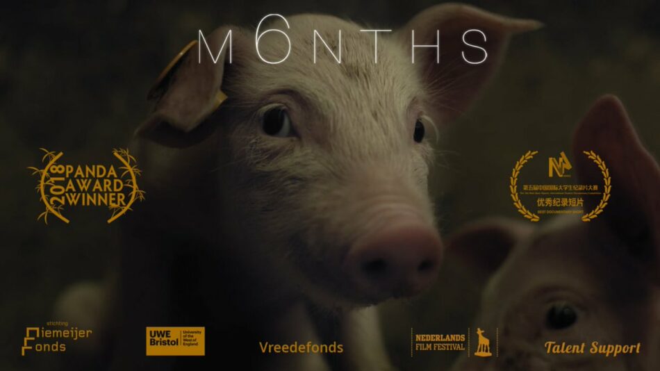 PACMA estrena en España 6MESES (M6NTHS) el premiado documental de Compassion In World Farming y Eline Helena Schellekens sobre la corta vida de los cerdos
