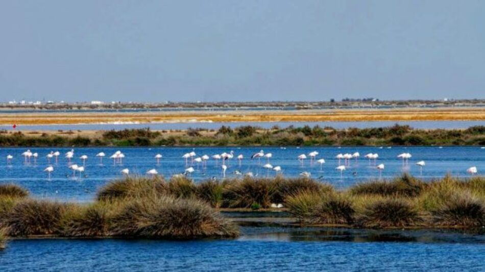 EQUO considera que la declaración de sobrexplotación del acuífero de Doñana llega tarde