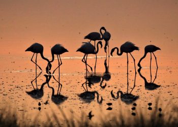 Marina Albiol reclama que el informe de la Eurocámara sobre Doñana haga “una llamada clara a suspender el proyecto de Gas Natural”