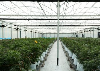 El Observatorio Europeo del Cannabis denuncia falta de transparencia y prácticas de monopolio en la concesión de licencias del sector