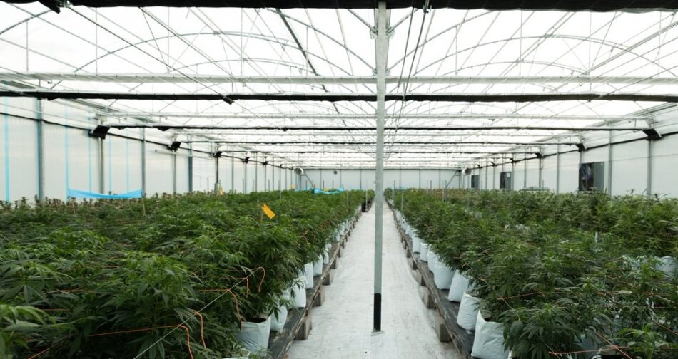 El Observatorio Europeo del Cannabis denuncia falta de transparencia y prácticas de monopolio en la concesión de licencias del sector