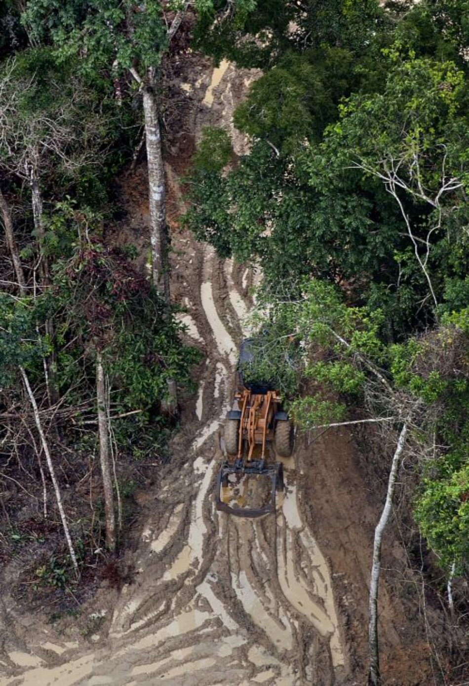 Greenpeace denuncia diante da Fiscalía de Medio Ambiente de Galicia a falta de controis que eviten a entrada de madeira ilegal en España