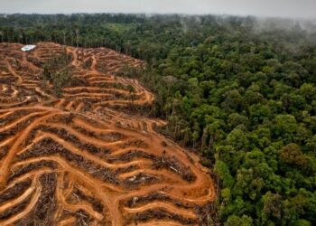 La UE reconoce el biocombustible de aceite de palma como insostenible pero no logra reducir su subsidio y la deforestación asociada