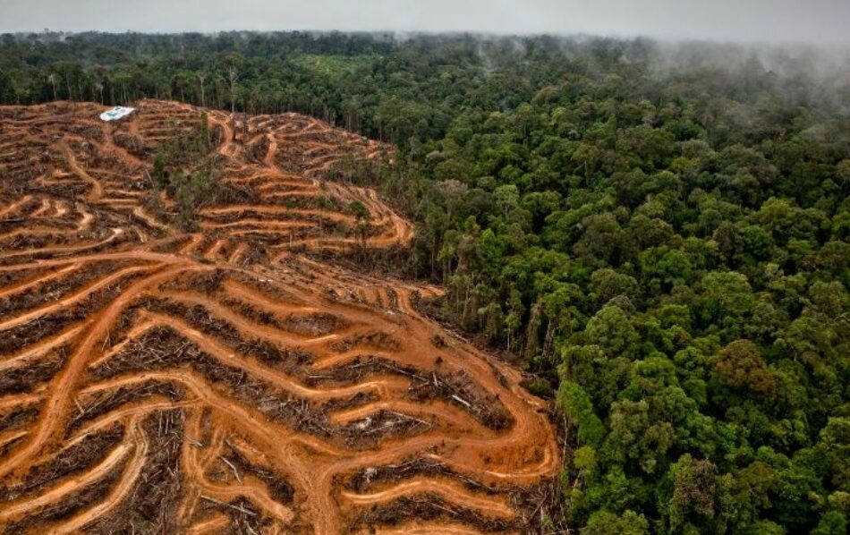 La UE reconoce el biocombustible de aceite de palma como insostenible pero no logra reducir su subsidio y la deforestación asociada