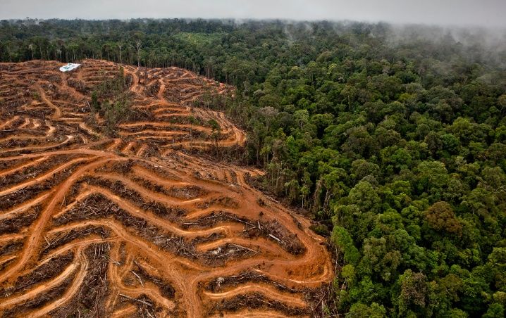 La UE reconoce el biocombustible de aceite de palma como insostenible pero  no logra reducir su subsidio y la deforestación asociada - Tercera  Información -Tercera Información