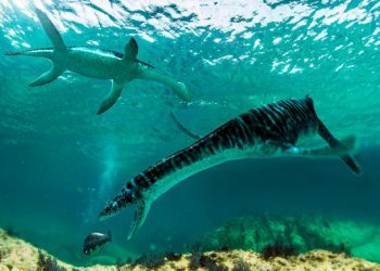 Un pequeño plesiosaurio vivió en Castellón hace 125 millones de años