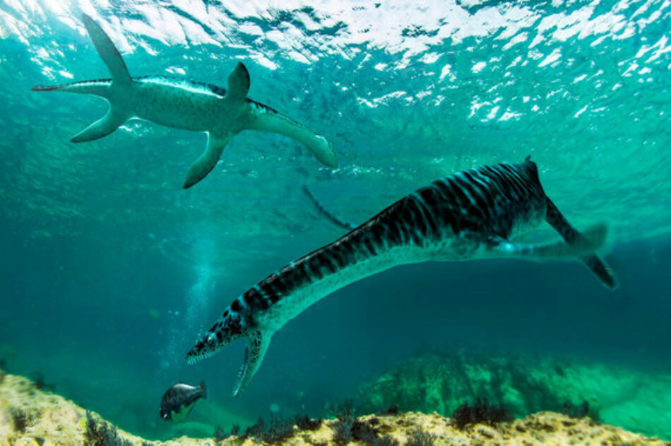 Un pequeño plesiosaurio vivió en Castellón hace 125 millones de años