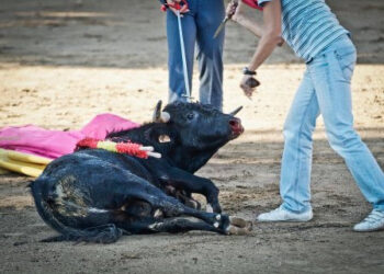 La Tortura No Es Cultura impulsa PNL para eliminar las becerradas y otros festejos