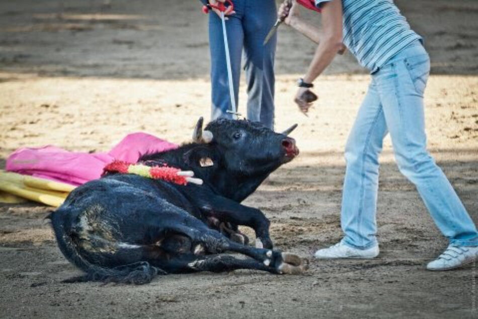 La Tortura No Es Cultura impulsa PNL para eliminar las becerradas y otros festejos