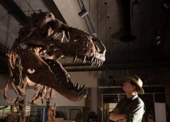 Presentan en Canadá restos del Tyrannosaurus Rex más grande del mundo