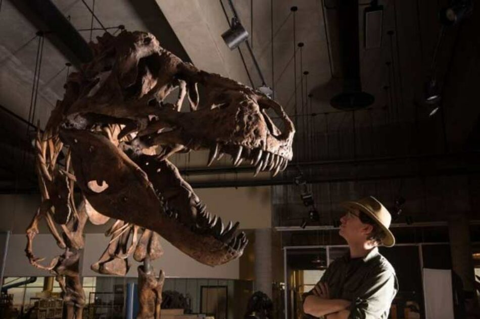 Presentan en Canadá restos del Tyrannosaurus Rex más grande del mundo